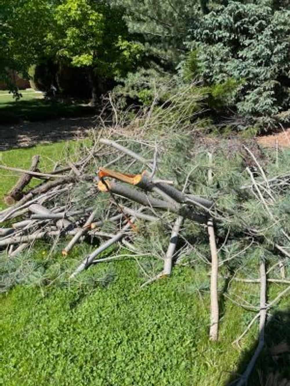 Tree Branches, Shrub Cleanouts image